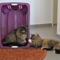 Rubeus und Armando