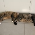 Rubeus und Armando