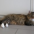 Rubeus
