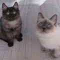 Nitika (3 Monate) mit Lilly vom Leineufer