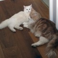 Lesharo (5 Monate) mit Kumpel Grunzel