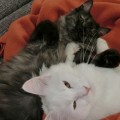 Ishani und Winona (4 Monate)