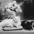 Angorakatzen (vor 1930)