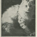 aus \