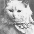 Angorakatze (DLH, vor 1945)