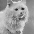 Angorakatze (DLH, vor 1945)