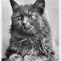 Angorakatze (DLH, vor 1945)