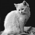 Angorakatze (DLH, vor 1945)
