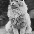 Angorkatze (Typ DLH), vor 1945