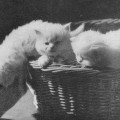 Deutsch Langhaarkätzchen (Vogel/Pritsche, 1957)
