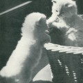 Deutsch Langhaarkätzchen (Vogel/Pritsche, 1957)