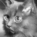 Deutsch Langhaarkatze (Vogel/Pritsche, 1957)