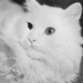 Deutsch Langhaarkatze (Vogel/Pritsche, 1957)