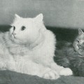 Deutsch Langhaarkatzen (Vogel/Pritsche, 1957)