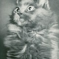 Deutsch Langhaarkatze (Vogel/Pritsche, 1957)