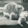 Deutsch Langhaarkatze mit Jungen (Vogel/Pritsche, 1957)