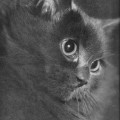 Deutsch Langhaarkatze (Vogel/Pritsche, 1957)