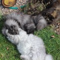 Inola, Milo & Chini