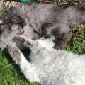 Inola & Milo