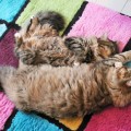 Filius und Lily