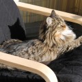 Lily (8 Monate alt)