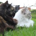 Dalchini & Cheri