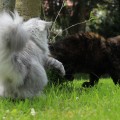 Milo & Dalchini