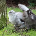 Milo und Inola
