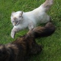 Dalchini & Cheri