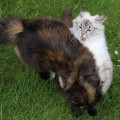 Dalchini & Cheri