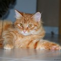 Kenji, August 14