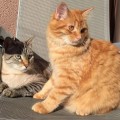Kenji mit Kumpel Gizzi - September 14
