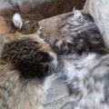 Yumi und Charon aus unserem K-Wurf