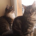 Yumi und Charon aus unserem K-Wurf