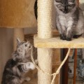 Ateyo und Vermittlungskatzenmädchen Arwen