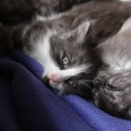 Ghandi und Arwen