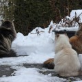 Die Bayrischen Sintharis, Winter 14