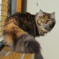 Jadis