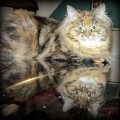 Jadis