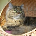 Jadis