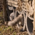 Lange Katze!