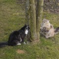 Ghandorin (von Montareno) und Kiri