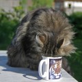 Ayk - unser Kaffekater