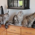 Wartechlange an der Kaffeemaschine hihi