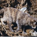 Feli, 1975-1986