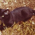 Peter, 1977-1980