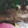 Mala, black tabby DLH (1982 - 1998)