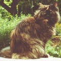Lady, black tortie DLH (1982 - 1999)