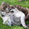 Taran und Aniki