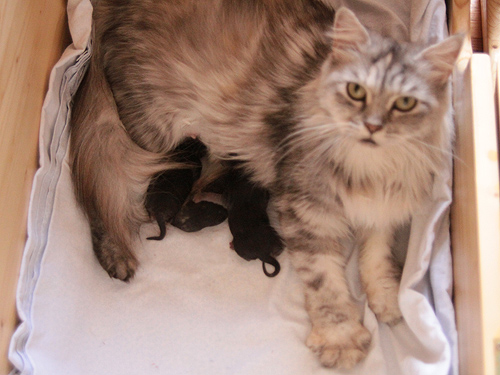 Leeloo mit ihren 1 Tage alten Babies